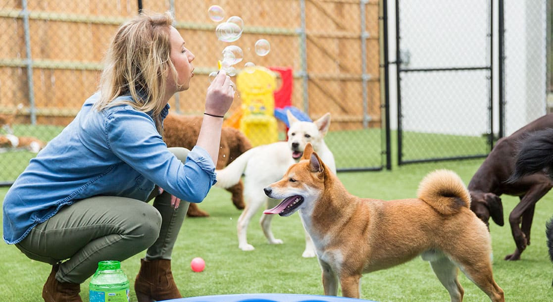 5 permainan dalaman yang menyeronokkan untuk bermain dengan anjing anda