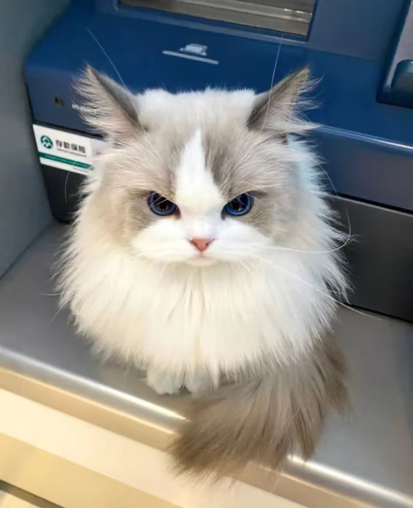 Mengapa kucing mempunyai kegemaran untuk tempat yang tinggi?