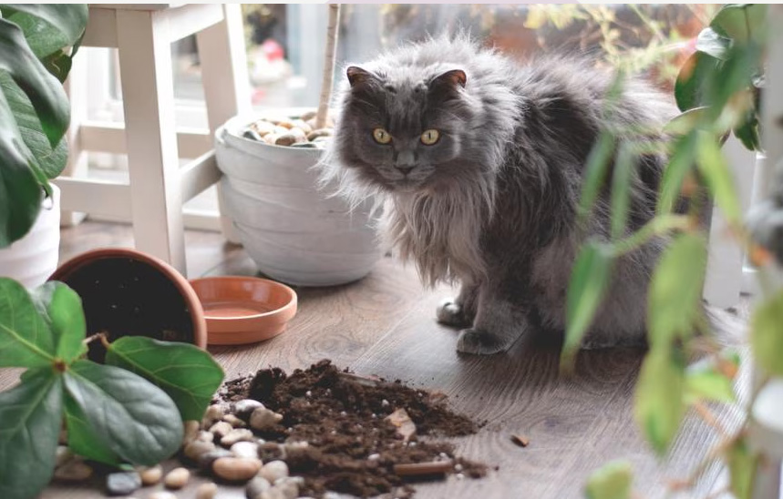 Mengapa kucing mengetuk perkara dari meja (dan apa yang mereka fikirkan)
