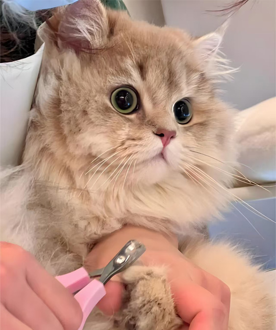 Produk Grooming Cat: Menjaga kucing anda bersih dan selesa