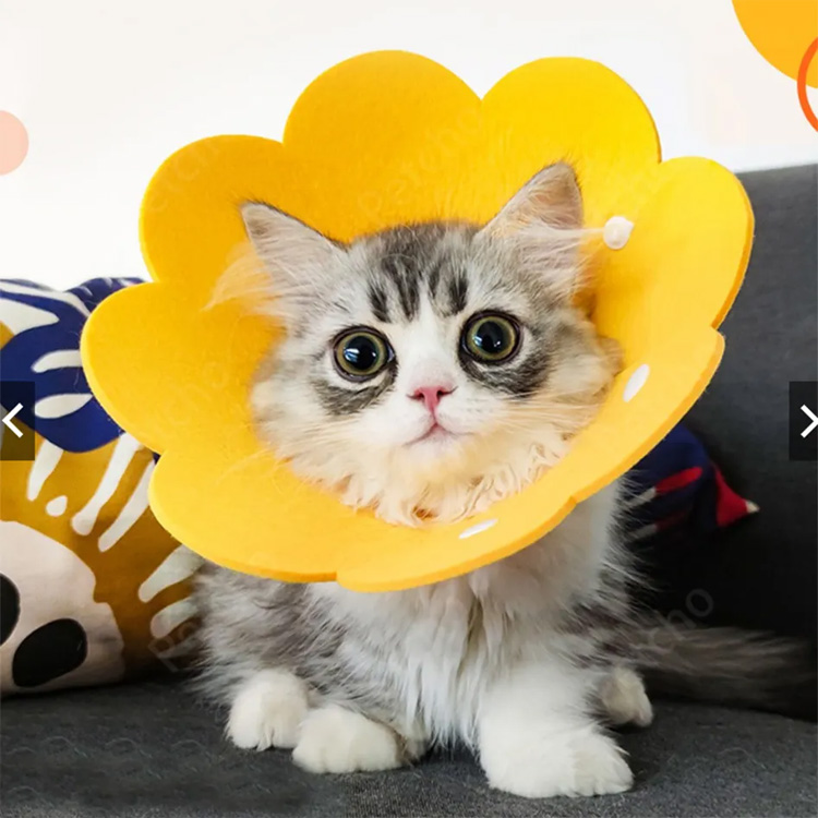 Pet Cone Elizabeth merasakan kolar kucing pemulihan pelindung